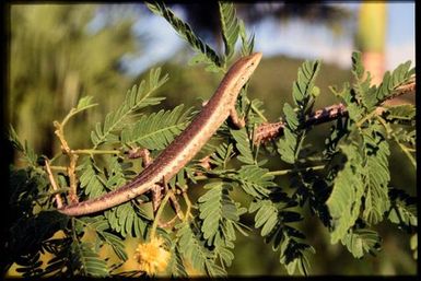 Skink sp.