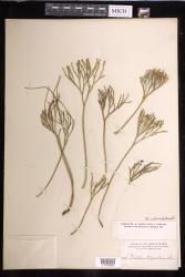Psilotum nudum