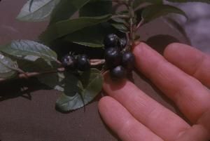 [Unidentified blue berries close-up on the Alakai Swamp Trail, United States]
