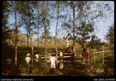 Cattle slaughter, Nupasafa