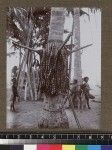 Portrait tree with decorations, Delena, Papua New Guinea, ca. 1905-1915