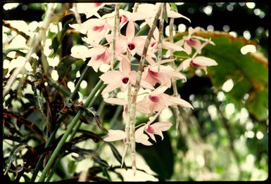 Mauve orchids, Fiji, 1971