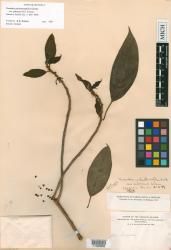 Neraudia melastomifolia var. pubescens