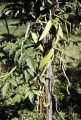 French Polynesia, vanilla bean vine growing on Moorea Island