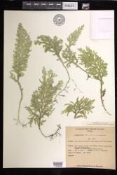 Selaginella kusaiensis