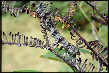 Eurydactylodes vieillardi