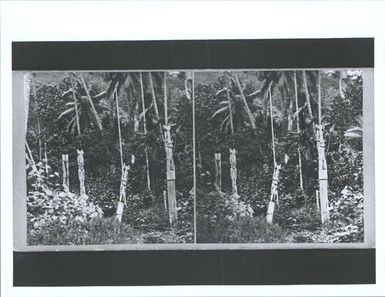 Figures at Makira, San Cristoval, Solomon Group