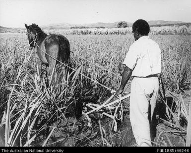 Cane cultivation