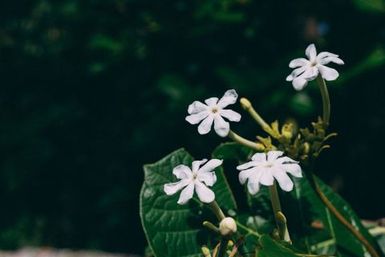 Flora, Atafu, Tokelau