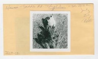 [Styphelia tameiameiae in Hawaii, envelope IE25-281]