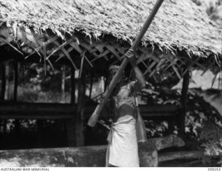 TAMIGUDU, NEW GUINEA, 1943-10-21. THE MEDICAL TUL-TUL (ORDERLY) BEATING THE GARAMUT (WOODEN DRUM) TO SUMMON THE NATIVE VILLAGERS TO A CONFERENCE WITH THE AUSTRALIAN AND NEW GUINEA ADMINISTRATIVE ..