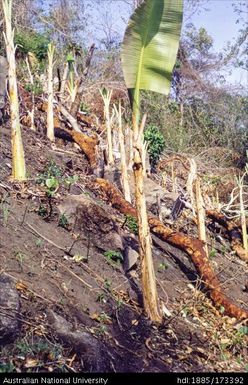 Mangar, slope garden looking to North West