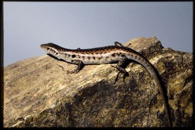 Phasmasaurus maruia
