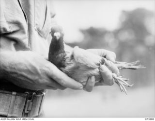 LAE, NEW GUINEA. 1944-06-11. A JAPANESE CARRIER PIGEON CAPTURED AT THE TOR RIVER NEAR WAKDE ON 1944-05-26. ON THE RING ATTACHED TO THE PIGEON'S LEG THE FIGURE 9456 IS SHOWN IN ENGLISH AND JAPANESE ..