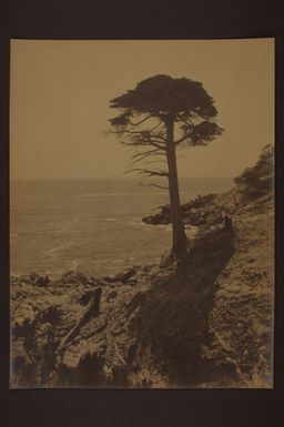 [The lone cypress]