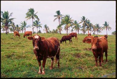 Cows,Tonga