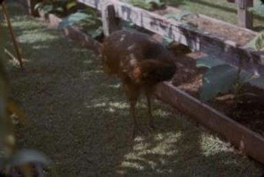 [Cassowary standing in Lae, Papua New Guinea]