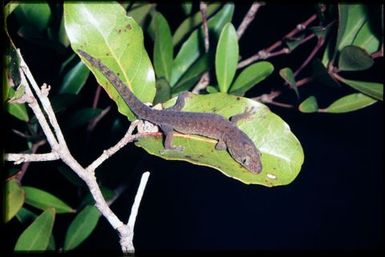 Gecko sp.
