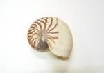 Nautilus shell