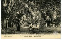 7. - Tahiti. - Fautaua. - Cours de l'Union-SacréeFautaua. - Avenue of the Sacred Union