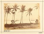 Photograph: Near Suva - Fiji