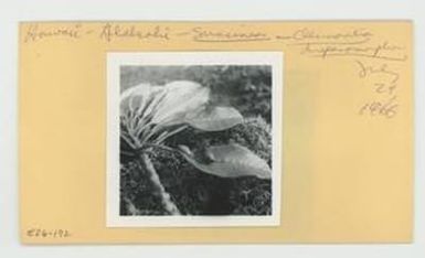 [Clemontia drepanomorpha in Hawaii, envelope IE26-192]