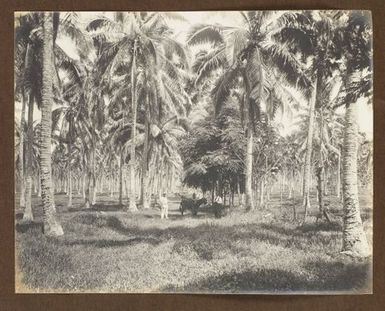 Copra plantation. From the album: Samoa