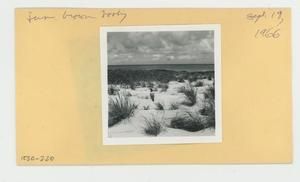 [Juvenile brown booby in Hawaii, envelope IE30-220]