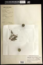 Phreatia oreogena