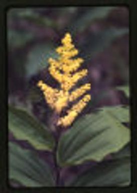 Solomon's plume photograph