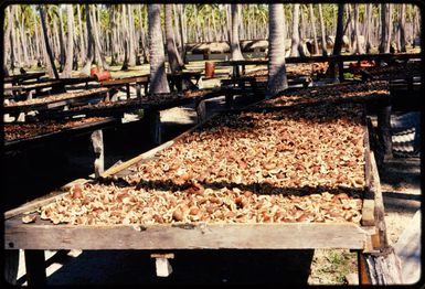 Copra drying, 1971