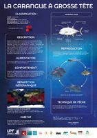 La carangue à grosse tête (poster)