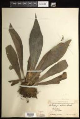 Antrophyum callifolium