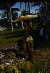 A familiar sight in any village, carrying garden produce, Pomio, New Britain , May 1961