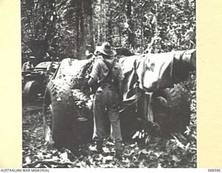 LAE, NEW GUINEA. 1943. A HEAVY UNITED STATES ARMY MOBILE GUN BEING MANOEUVRED THROUGH THE JUNGLE