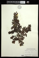 Sargassum echinocarpum