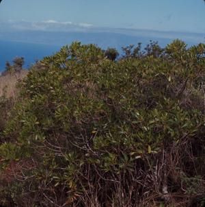 [Scaevola gaudichaudii in Lahainaluna, United States]