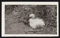 Miscellaneous birds, Kure Atoll, n.d