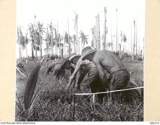 HANSA BAY, NEW GUINEA. 1944-07-10. MEMBERS OF THE 5TH DIVISION SALVAGE GROUP LED BY NX115529 LIEUTENANT R.A DICKSON, 8TH FIELD COMPANY, ROYAL AUSTRALIAN ENGINEERS, EXAMINE A TRIP WIRE LEADING TO A ..