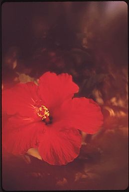 HIBISCUS FLOWERS THRIVE ON ALL THE ISLANDS