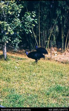 Nondugl - cassowary