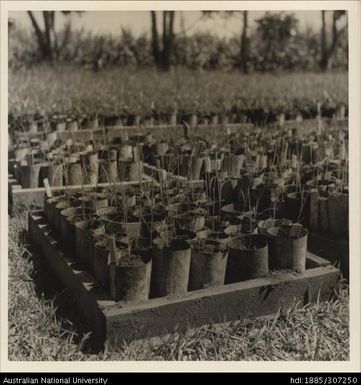 Raising seedlings