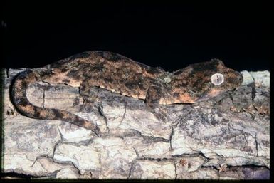 Mniarogekko chahoua