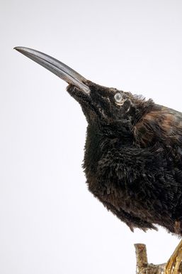 ["Seleucidis melanoleuca"]