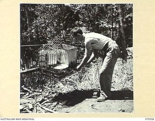 ORO BAY, NEW GUINEA. 1943-07. A COOK OF THE 10TH FIELD AMBULANCE LOADING THE KITCHEN FLYING FOX WITH FOOD FOR CONVEYANCE TO THE UNIT WARDS IN THE GULLY