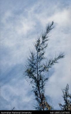 French Polynesia - Tree blowing in wind