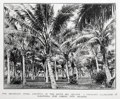 The important copra industry of the South Sea islands: a cocoanut plantation at Rarotonga just coming into bearing