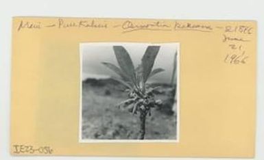 [Clermontia kakeana in Hawaii, envelope IE23-056]