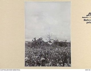 SANANANDA, NEW GUINEA, 1945-07-03 TO 1945-07-04. THE UNITED STATES ARMY OBSERVATION POST ON SANANANDA POINT