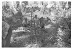 Harvesting 'ufi lei toutu'u of the Free Wesleyan Church at Pōme'e. (Women weaving baskets for the yams.)